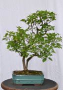 Lilac bonsai - Bonsai de lilas japonais