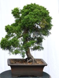 Juniperus chinense 'Itoigawa', 2+inch diameter